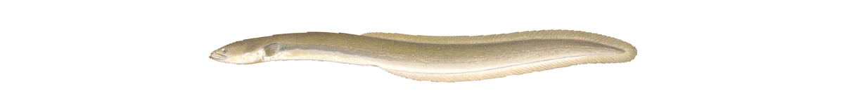 eel